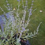 Russische sali/  Reuzen lavendel, Ophalen