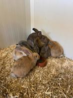 Konijnen: Leuke lotharingers te koop., Meerdere dieren, Groot
