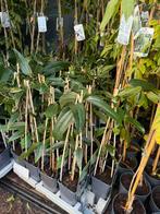 Groenblijvende clematis mooie kwaliteit hoog 40/50 zie foto, Tuin en Terras, Ophalen, Vaste plant, Halfschaduw, Klimplanten