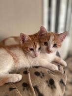 Kittens rood - nog 3 beschikbaar!, Meerdere dieren, Ontwormd, 0 tot 2 jaar