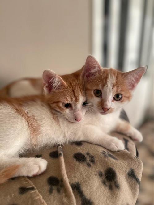 Kittens rood - nog 3 beschikbaar!, Dieren en Toebehoren, Katten en Kittens | Raskatten | Korthaar, Meerdere dieren, 0 tot 2 jaar
