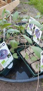 50 biologische rode koolplanten, Tuin en Terras, Planten | Tuinplanten, Ophalen, Zomer, Groenteplanten, Volle zon
