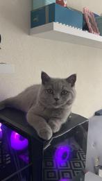 Britse korthaar kitten met stamboom - 5 maanden mannetje, Dieren en Toebehoren, Katten en Kittens | Raskatten | Korthaar, Kater