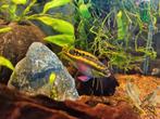 Kersenbuikcycliden, Dieren en Toebehoren, Vissen | Aquariumvissen, Vis