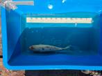 Tancho showa koi, Dieren en Toebehoren, Vissen | Vijvervissen, Karper of Koi