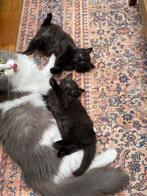 Te koop 2 black solid Ragdoll katertjes, Dieren en Toebehoren, Katten en Kittens | Raskatten | Langhaar, Meerdere dieren, Gechipt
