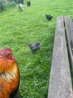 Haan, Dieren en Toebehoren, Pluimvee