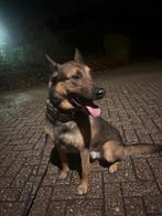 Aangeboden ter dekking niet te koop, Dieren en Toebehoren, België, Particulier, Reu, Parvo