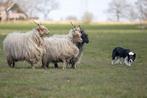Met spoed weide gezocht voor mijn schapen regio zuidplas, Vrouwelijk, Schaap