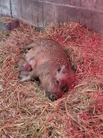 2 lieve minivarken meisjes, Dieren en Toebehoren, Schapen, Geiten en Varkens, Vrouwelijk, Varken, 0 tot 2 jaar