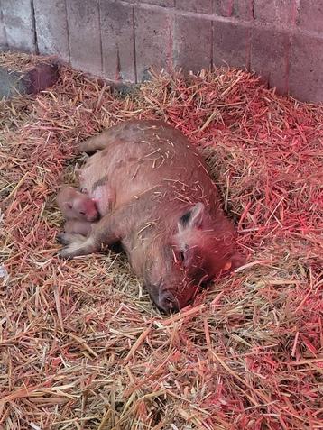 2 lieve minivarken meisjes beschikbaar voor biedingen