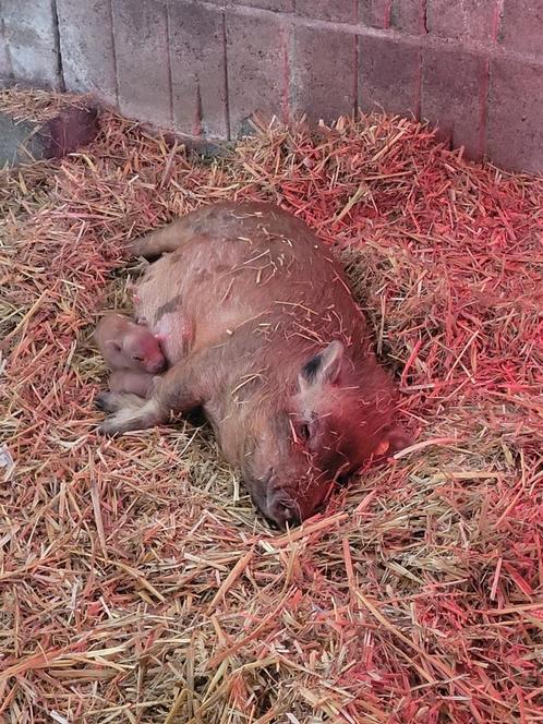 2 lieve minivarken meisjes, Dieren en Toebehoren, Schapen, Geiten en Varkens, Varken, Vrouwelijk, 0 tot 2 jaar