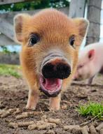 Boerderijdieren te koop! Mini varkens en geitjes!🐽, Dieren en Toebehoren, Schapen, Geiten en Varkens, Meerdere dieren, Geit, 0 tot 2 jaar