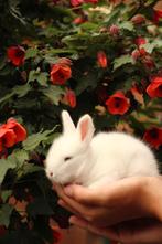 Engelse full face angora konijntjes, Meerdere dieren