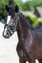 Unieke zwarte dressuurpony merrie, Dieren en Toebehoren, Merrie, Dressuurpony, 3 tot 6 jaar, Onbeleerd
