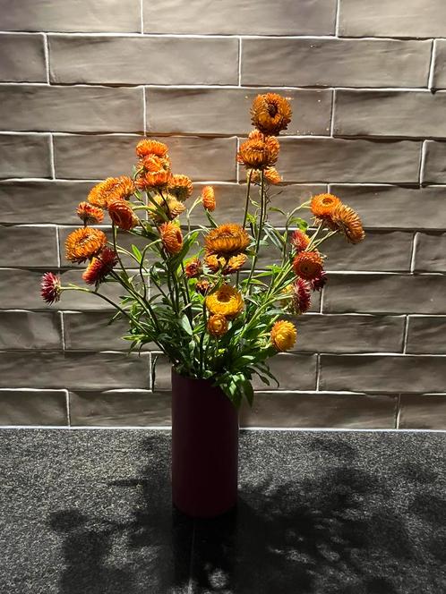 Strobloem Zaden, div.kleuren - Helichrysum bracteatum, Tuin en Terras, Bloembollen en Zaden, Zaad, Voorjaar, Volle zon, Ophalen of Verzenden