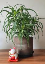 Aloe Vera, Ophalen, Halfschaduw, Minder dan 100 cm