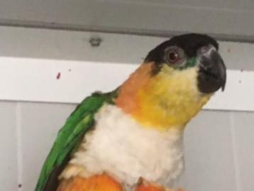 Goede kweekpop Zwartkopcaique-papegaai. beschikbaar voor biedingen