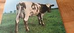 Pinkfloyd Atom heart mother, Ophalen of Verzenden, 1980 tot 2000, Gebruikt, Overige formaten