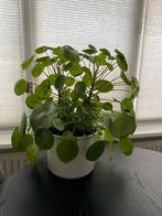 Twee Pannenkoekenplanten met Pot en Stekken, Ophalen, Overige soorten, Halfschaduw, In pot