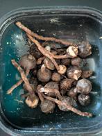 Diverse Alocasia knolletjes, Ophalen of Verzenden, Halfschaduw, Minder dan 100 cm