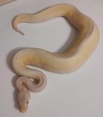 0.1 Albino Pastel Pinstripe Spider Ball python Regius nk23, Dieren en Toebehoren, Slang, 0 tot 2 jaar, Tam