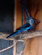Mooie blauwe pennant rosella pop, Dieren en Toebehoren, Vogels | Parkieten en Papegaaien, Vrouwelijk, Parkiet