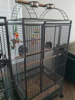 Twee kooien en 2 grijze roodstaarten, Dieren en Toebehoren, Vogels | Hokken en Kooien, Ophalen, Metaal, Vogelkooi