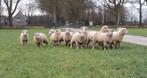 Poll dorset fok ooi lammeren, Vrouwelijk, Schaap