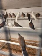 Tropische duiven, Dieren en Toebehoren, Meerdere dieren, Overige soorten