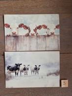 KOEIEN 3, Ophalen, Voor 1920, Hond of Kat