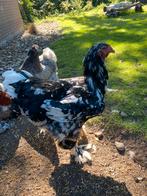 brahma haan zoekt nieuw verblijf, Dieren en Toebehoren, Pluimvee, Mannelijk, Kip