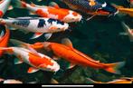 Koi vissen te koop gevraagd, Dieren en Toebehoren, Vissen | Vijvervissen, Karper of Koi