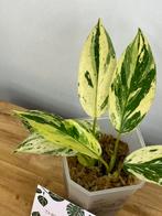 Philodendron Emerald Ice #1, Ophalen of Verzenden, Halfschaduw, Minder dan 100 cm