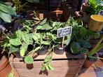 Scindapsus Pictus, Overige soorten, In pot, Minder dan 100 cm, Groene kamerplant