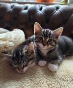 Kittens, Meerdere dieren