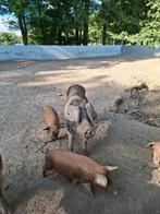 Per direct beschikbaar: biggen 75% Mangalitza 25% Husumer, Dieren en Toebehoren, Meerdere dieren, Varken, 0 tot 2 jaar