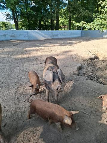 Per direct beschikbaar: biggen 75% Mangalitza 25% Husumer beschikbaar voor biedingen