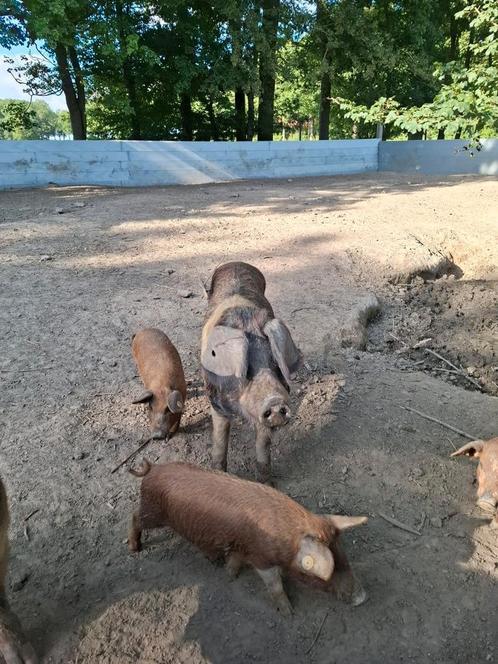 Per direct beschikbaar: biggen 75% Mangalitza 25% Husumer, Dieren en Toebehoren, Schapen, Geiten en Varkens, Varken, Meerdere dieren