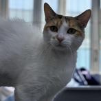 ACE: Blanquitita, waar mag ze thuiskomen voor altijd?, Poes, Kortharig, 0 tot 2 jaar