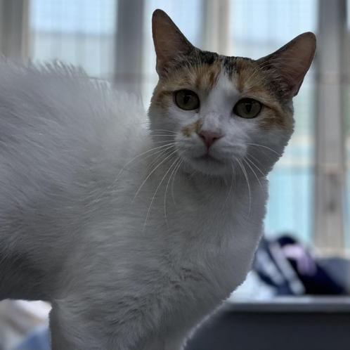 ACE: Blanquitita, waar mag ze thuiskomen voor altijd?, Dieren en Toebehoren, Katten en Kittens | Overige Katten, Kortharig, Poes