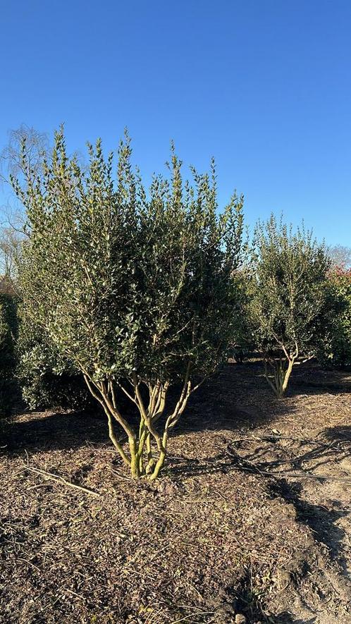 Osmanthus heterophyllus meerstammig, Tuin en Terras, Planten | Bomen, Overige soorten, Volle zon, Ophalen of Verzenden