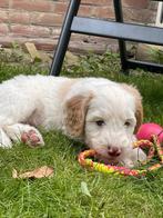 Australian Labradoodle reutje te koop, Dieren en Toebehoren, CDV (hondenziekte), 8 tot 15 weken, Eén hond, Nederland