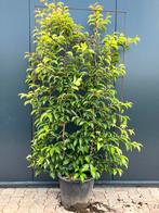 Portugese laurier haagelement 100x180 nu euro 80,-!, Ophalen of Verzenden, Laurier, Haag, 100 tot 250 cm
