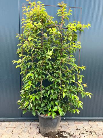 Portugese laurier haagelement 100x180 nu euro 80,-! beschikbaar voor biedingen