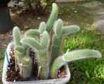 Monkey tail cactus - Cleistocactus colademononis, Huis en Inrichting, Kamerplanten, Cactus, Minder dan 100 cm, Ophalen of Verzenden