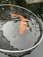 Koi ( Jumbo ! ), Karper of Koi