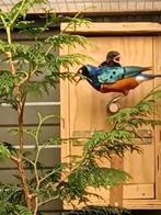 Drie kleuren Glansspreeuwen, Dieren en Toebehoren, Vogels | Overige Vogels, Mannelijk, Tropenvogel, Geringd