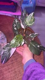 Philodendron white princess, Huis en Inrichting, Kamerplanten, Ophalen of Verzenden