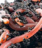 Tijgerwormen voor wormenhotel, Maak zelf compost van GFT, Compost, Ophalen of Verzenden